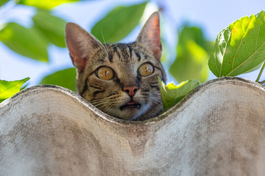 Close up em um gato tigrado sobre o telhado com folhas e c&eacute;u azul ao fundo.