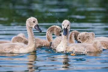 Cute baby swans in Baraba sandpit quarry near Melnik, Czech republic in Spring
