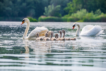 Mother swan with babies swans in Baraba sandpit quarry near Melnik, Czech republic in Spring