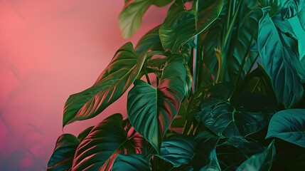 Obraz premium Tropical Leaves with a Pink Backdrop