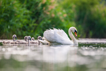 Mother swan with babies swans in Baraba sandpit quarry near Melnik, Czech republic in Spring