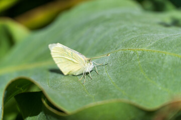 Butterfly on a leaf