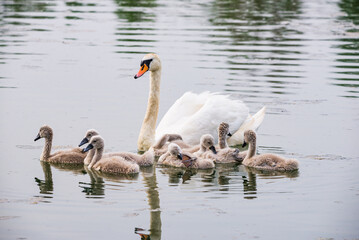 Mother swan with babies swans in Baraba sandpit quarry near Melnik, Czech republic in Spring © marketanovakova