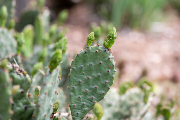 cactus in the garden