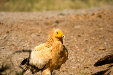 Close-up of an Egyptian Vulture (Neophron percnopterus, Alimoche Común) looking for food