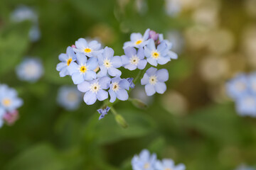 Beautiful forget-me-not flowers growing outdoors, closeup. Spring season