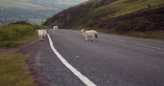 two Welsh sheep dangerously crossing the road