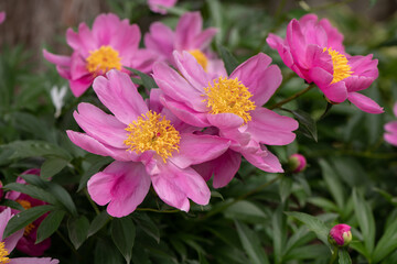 Obraz premium single bloom peonies 