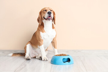 Adorable Beagle dog sitting with bowl of dry food near beige wall at home