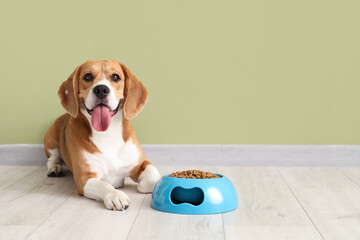 Adorable Beagle dog lying with bowl of dry food near green wall at home