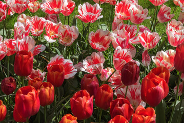 Exotic white-pink and red tulips in a park in Holland