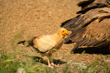 Close-up of an Egyptian Vulture (Neophron percnopterus, Alimoche Común) feeding amongst a committee of Griffon vultures