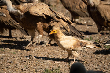 Close-up of an Egyptian Vulture (Neophron percnopterus, Alimoche Común) feeding amongst a committee of Griffon vultures