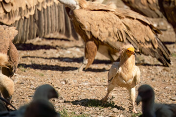 Close-up of an Egyptian Vulture (Neophron percnopterus, Alimoche Común) feeding amongst a committee of Griffon vultures