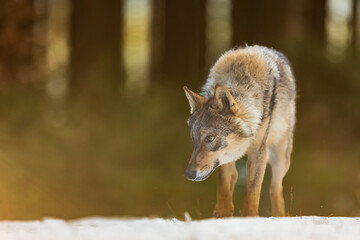 Eurasian wolf (Canis lupus lupus) close-up in strong backlight on snow