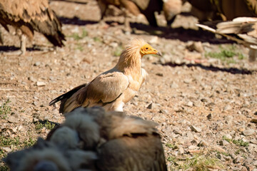 Close-up of an Egyptian Vulture (Neophron percnopterus, Alimoche Común) feeding amongst a committee of Griffon vultures