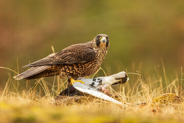 The peregrine falcon (Falco peregrinus), also known simply as the peregrine with a hunted pigeon