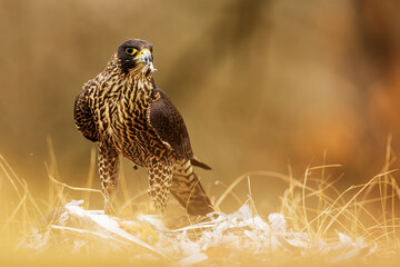 The peregrine falcon (Falco peregrinus), also known simply as the peregrine with prey in the grass