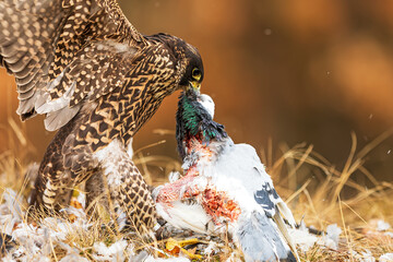 The peregrine falcon (Falco peregrinus), also known simply as the peregrine plucking a hunted pigeon