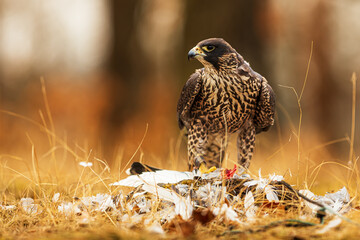 The peregrine falcon (Falco peregrinus), also known simply as the peregrine plucking a hunted pigeon