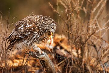tawny owl (Strix aluco) bites into his prey