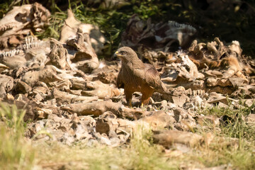 Close-up of a black kite (Milvus migrans) searching for meat amongst bones and offal from a vulture feeding session
