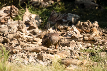 Close-up of a black kite (Milvus migrans) searching for meat amongst bones and offal from a vulture feeding session