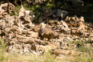 Close-up of a black kite (Milvus migrans) searching for meat amongst bones and offal from a vulture feeding session