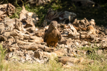 Close-up of a black kite (Milvus migrans) searching for meat amongst bones and offal from a vulture feeding session
