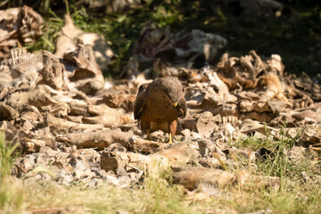 Close-up of a black kite (Milvus migrans) searching for meat amongst bones and offal from a vulture feeding session
