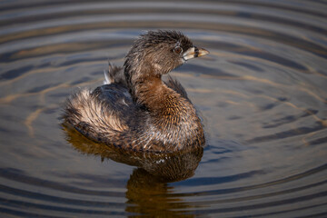 Pied-billed Grebe