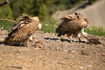 Griffon vultures (Eurasion griffon, Gyps fulvus) gorging on fresh carcass meat