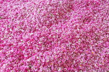 Pink coloured roses collected from the field. Lots of pink roses. The famous Isparta rose in...