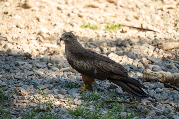 a black kite (Milvus migrans) searching for food at a vulture feeding site