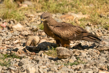 Close-up of a black kite (Milvus migrans) searching ground for food 