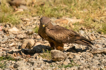 Close-up of a black kite (Milvus migrans) searching ground for food 