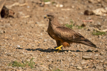 Close-up of a black kite (Milvus migrans) searching ground for food 