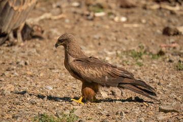 Close-up of a black kite (Milvus migrans) searching ground for food 