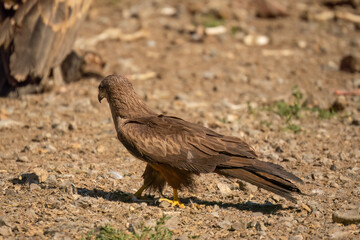 a black kite (Milvus migrans) searching for food at a vulture feeding site
