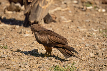 Close-up of a black kite (Milvus migrans) searching ground for food 