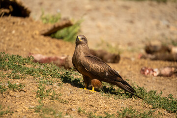 a black kite (Milvus migrans) searching for food at a vulture feeding site