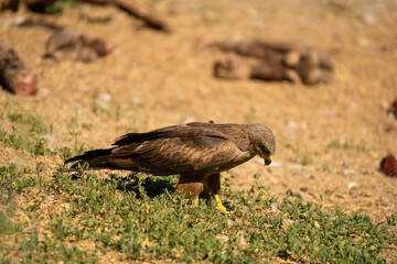 Close-up of a black kite (Milvus migrans) searching ground for food 