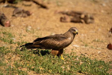 Close-up of a black kite (Milvus migrans) searching ground for food 