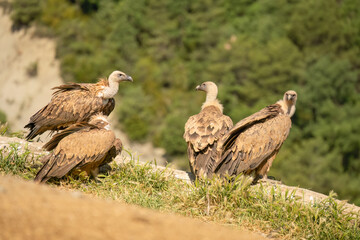 a committee of Griffon vultures (Eurasion griffon, Gyps fulvus) resting after gorging on fresh carcass meat