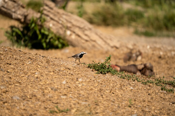 a white wagtail (Motacilla alba alba) hunting for insects on a vulture feeding ground 