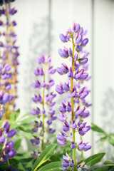 Pink lupin in the field