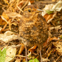 Young robin on the ground.