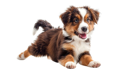 Fototapeta premium Australian shepherd puppy sitting isolated on a transparent background, PNG, Ai