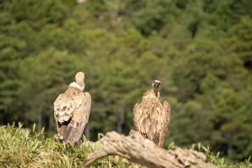 a committee of Griffon vultures (Eurasion griffon, Gyps fulvus) resting after gorging on fresh carcass meat
