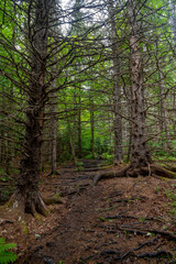 Mature trees spread their roots over the forest floor on the Track and Tower Trail in Algonquin Park, Ontario.